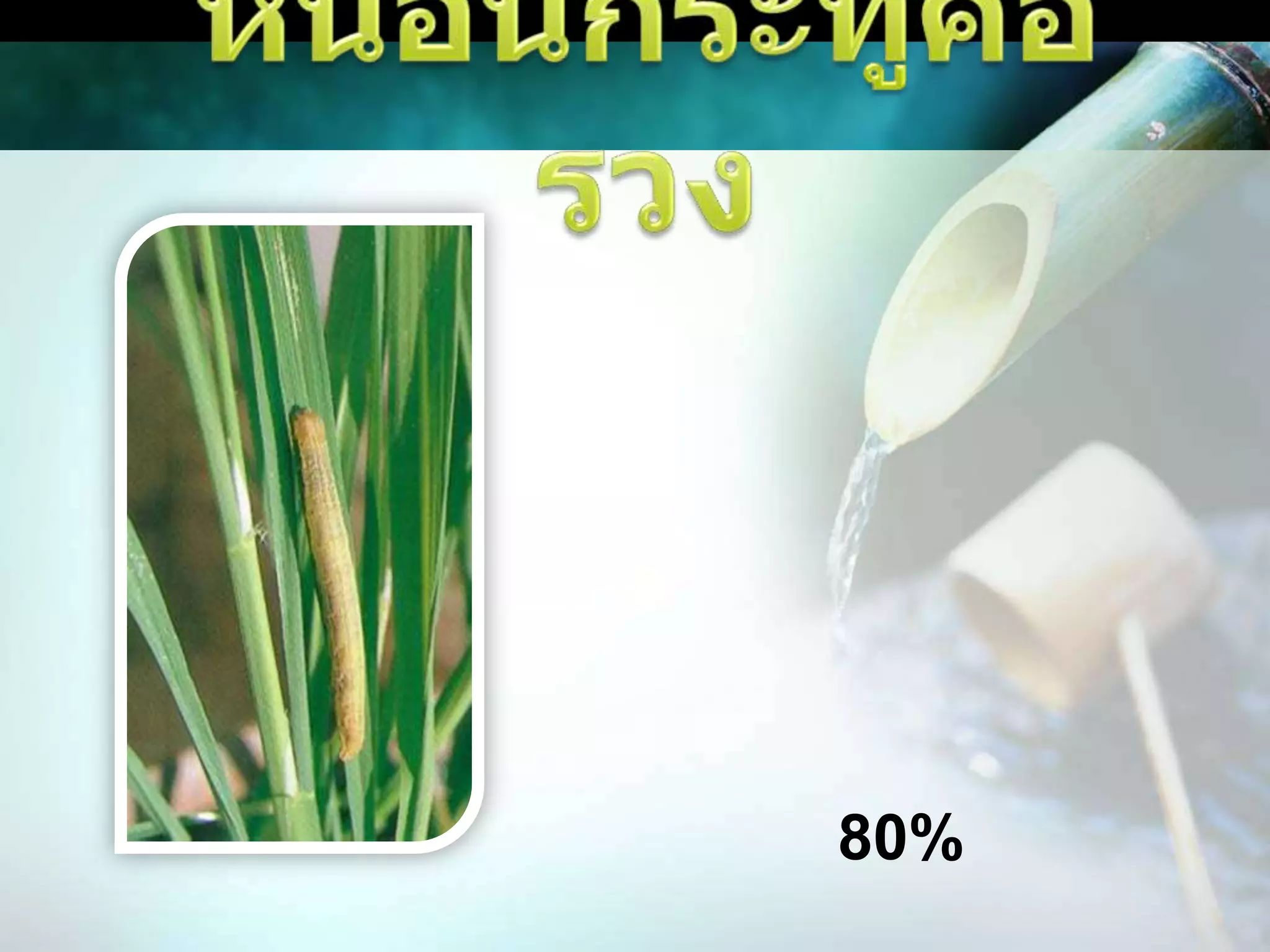 หนอนกระทู้คอรวงหนอนกระทู้กล้า หรือ หนอนกระทู้ควายพระอินทร์ ชอบกัดกินส่วนคอรวงหรือระแง้ของรวงข้าวที่กำลังจะสุกทำให้คอรวงขาด สามารถเข้าทำลายรวงข้าวได้ถึง 80% โดยลักษณะทำลายคล้ายหนอนกระทู้กล้า จะเข้าทำลายต้นข้าวช่วงเวลากลางคืน พลบค่ำหรือ    เช้าตรู