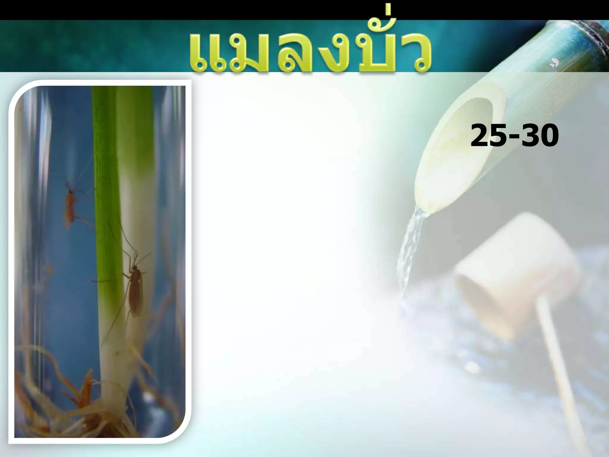 แมลงบั่วตัวเต็มวัยจะเข้าแปลงนาตั้งแต่ข้าวระยะเวลา 25-30 วัน เพื่อวางไข่หลังจากฟักออกตัว หนอนจะคลานลงสู่ซอกของใบยอดและกาบใบเพื่อเข้าทำลายยอดที่กำลังเจริญ ทำให้เกิดเป็นหลอดลักษณะคล้ายหลอดหอม ต้นข้าวและกอข้าวที่ถูกทำลายจะมีอาการแคระแกร็น เตี้ย ลำต้นกลม มีสีเขียวเข้ม ยอดที่ถูกทำลายไม่สามารถออกรวงได้ ทำให้ผลผลิตข้าวลดลงมาก ระยะข้าวแตกกอจะเป็นระยะที่บั่วเข้าทำลายมาก เมื่อข้าวเกิดช่อดอกแล้วจะไม่ถูกหนอนบั่วทำลาย