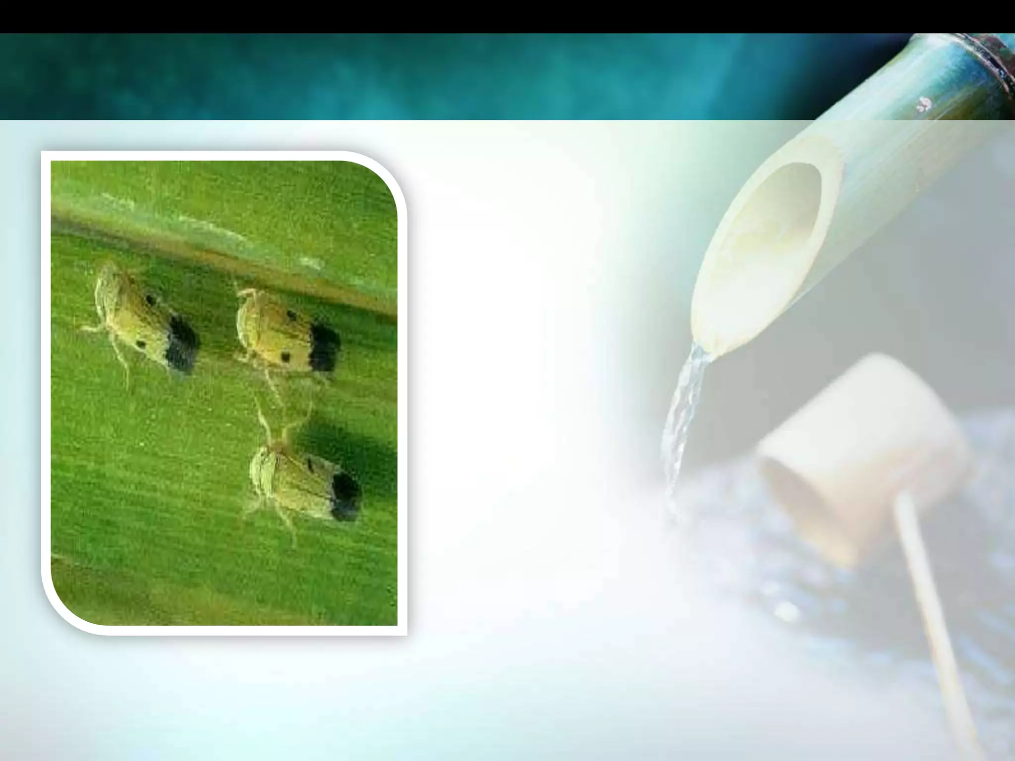 เพลี้ยจักจั่นสีเขียวลักษณะการทำลายตัวเต็มวัย ยาวประมาณ 3 มิลลิเมตร มีสีเขียวปลายปีกมีสีดำข้างละจุด ชอบบินมาเล่นแสงไฟในเวลากลางคืน เป็นแมลงปากดูด ทำลายข้าว ทั้งทางตรงและทางอ้อม ทางตรง คือ ทั้งตัวอ่อนและตัวเต็มวัยดูดกินน้ำเลี้ยงจากใบข้าวทางอ้อม คือ เป็นแมลงพาหะนำโรคใบสีส้มมาสู่ข้าว แมลงชนิดนี้มักพบในนาข้าวอยู่เสมอ พบในฤดูนาปีมากกว่าฤดูนาปรัง ช่วงเวลาระบาดต้นข้าวอายุไม่เกิน 45 วันหลังปลูก