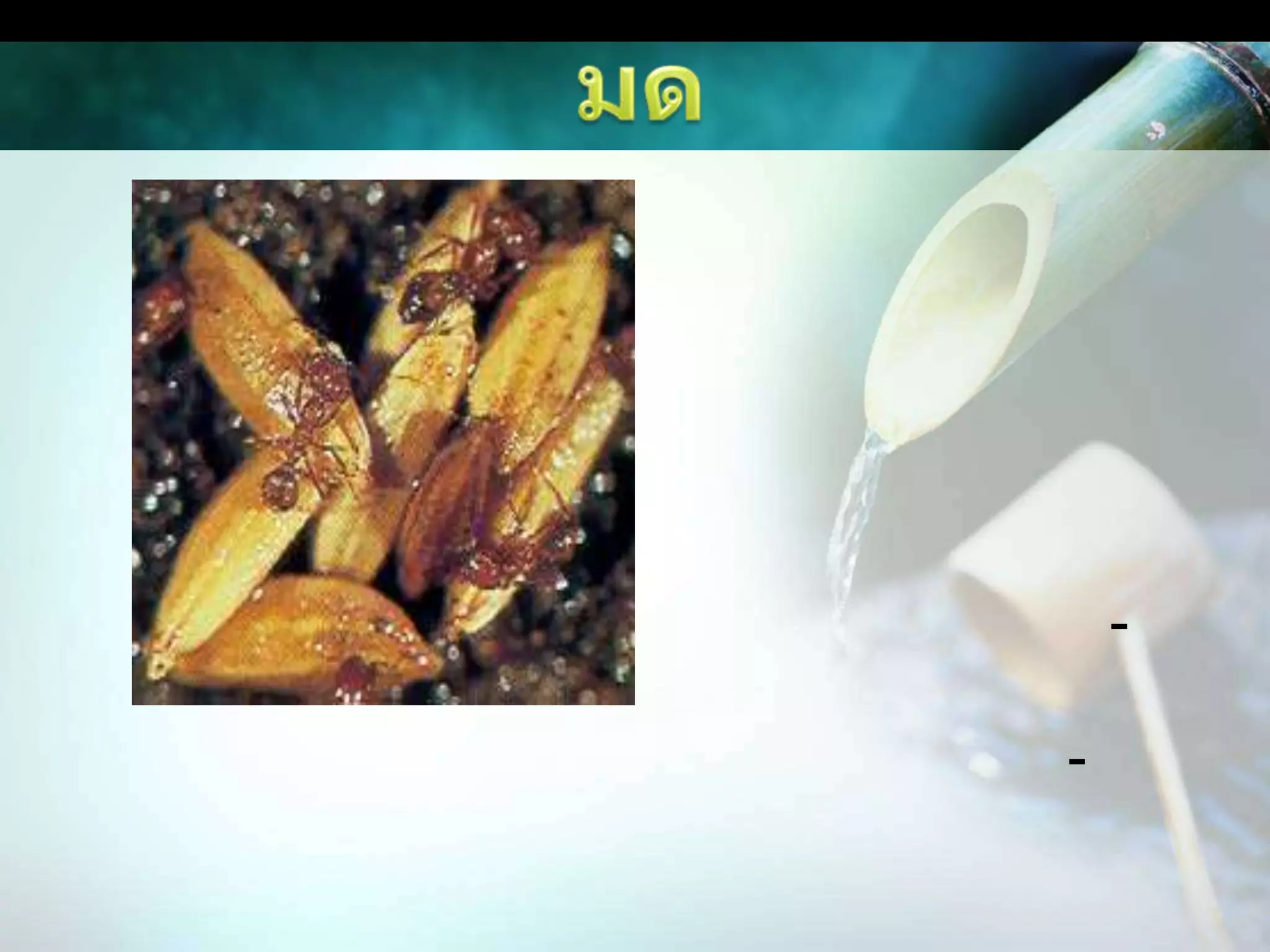 มดพริก พริกไทย ดีปลี : พริกสดเผ็ดจัด 1 กก. + พริกไทยผลสด 1 กก. + ดีปลีสด 1 กก. บดละเอียดแช่น้ำ 20 ลิตร นาน 24 ชม. ได้หัวเชื้อ อัตราใช้ หัวเชื้อ 200-500 ซีซี./น้ำ 20 ลิตร ฉีดพ่นให้ทั่วทรงพุ่มทุก 3-5 วัน ศัตรูพืช มด เพลี้ยอ่อน เพลี้ยไฟ หนอนคืบ หนอนใย ไล่แมลงผีเสื้อ ไวรัส(ใบด่าง/ใบลาย)