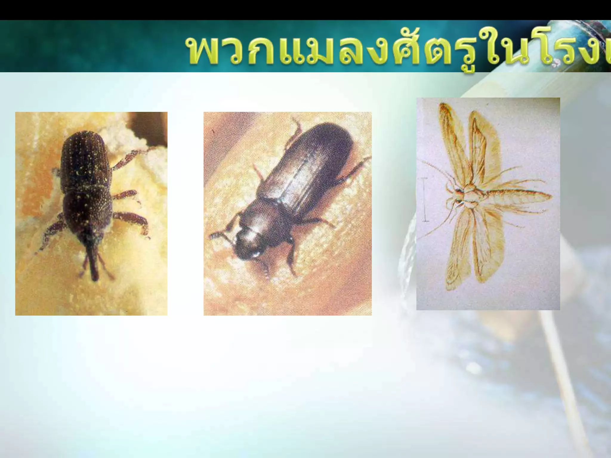 พวกแมลงศัตรูในโรงเก็บด้วงงวงข้าวมอดข้าวผีเสื้อข้าวเปลือก