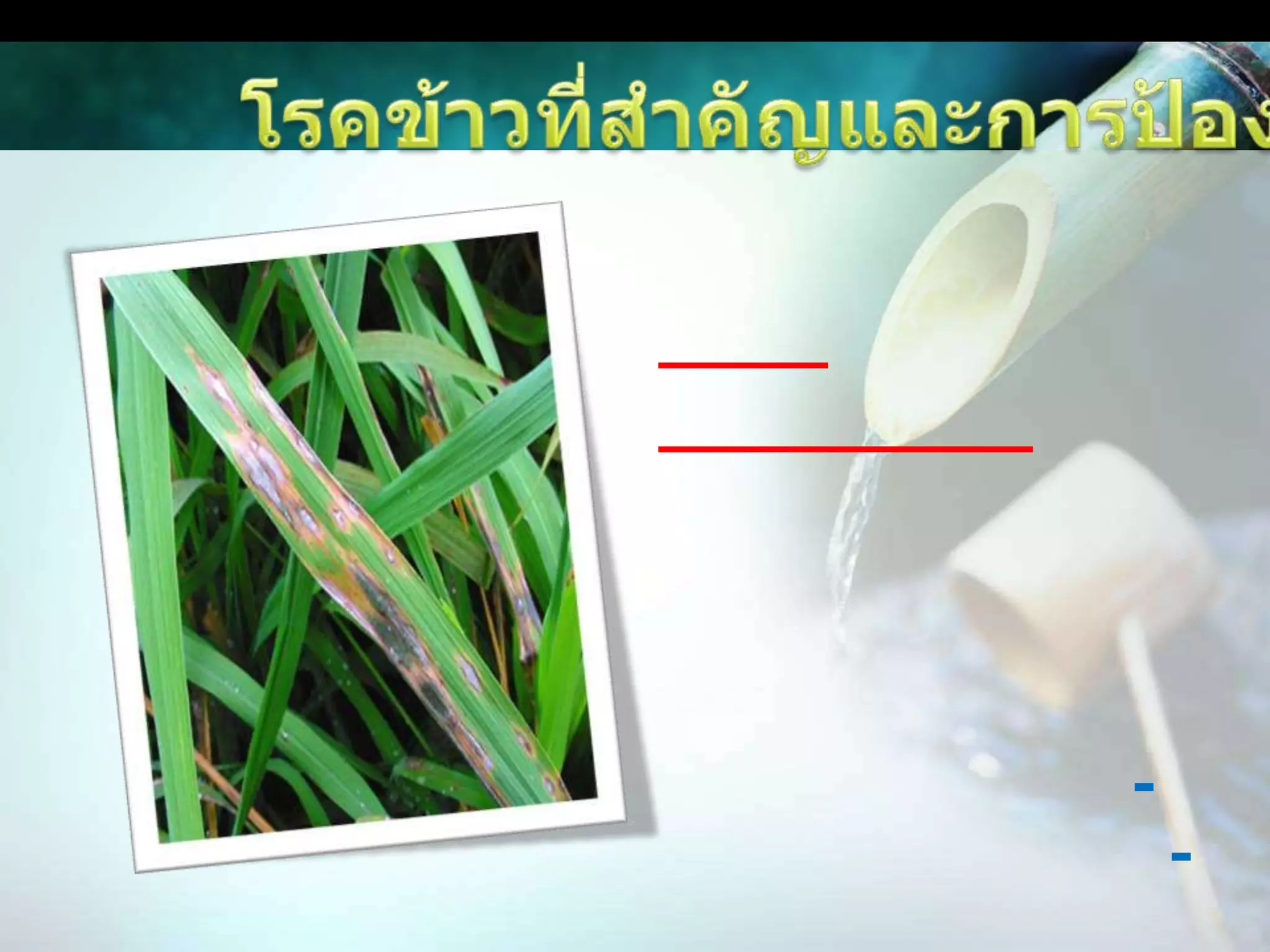 โรคข้าวที่สำคัญและการป้องกันกำจัดโรคไหม้สาเหตุ	เชื้อราลักษณะอาการ	ระยะกล้า	ใบมีแผลจุดสีน้ำตาลลักษณะคล้ายรูปตา กลางแผลมีสีเทา กว้าง 2-5 มิลลิเมตร ยาว 10-15 มิลลิเมตร ถ้าระบาดรุนแรงต้นกล้าข้าวจะแห้งและฟุบตาย