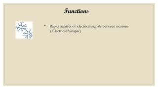 Functions
• Rapid transfer of electrical signals between neurons
( Electrical Synapse)
 