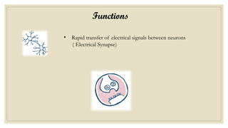 Functions
• Rapid transfer of electrical signals between neurons
( Electrical Synapse)
 