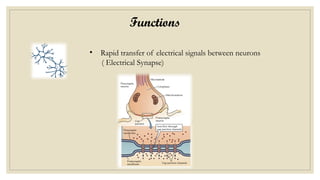 Functions
• Rapid transfer of electrical signals between neurons
( Electrical Synapse)
 