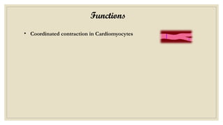 Functions
• Coordinated contraction in Cardiomyocytes
 