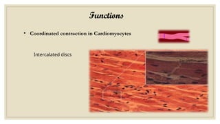 Functions
Intercalated discs
• Coordinated contraction in Cardiomyocytes
Gap junction
 