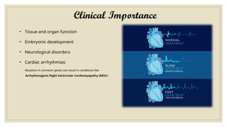Clinical Importance
• Tissue and organ function
• Embryonic development
• Neurological disorders
• Cardiac arrhythmias
Mutation in connexin genes can result in conditions like
Arrhythmogenic Right Ventricular Cardiomyopathy (ARVC)
 