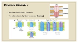 Connexon Channels :
• Half-Half contribution of connexons
• Two adjacent cells align their connexons [Docking]
 