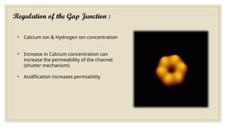 Regulation of the Gap Junction :
• Calcium ion & Hydrogen ion concentration
• Increase in Calcium concentration can
increase the permeability of the channel
(shutter mechanism)
• Acidification increases permiability
 