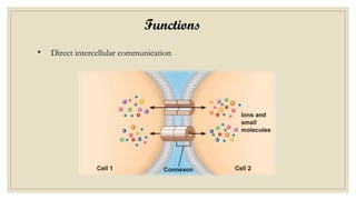 Functions
• Direct intercellular communication
 