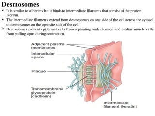 Desmosomes
 It is similar to adherens but it binds to intermediate filaments that consist of the protein
keratin.
 The intermediate filaments extend from desmosomes on one side of the cell across the cytosol
to desmosomes on the opposite side of the cell.
 Desmosomes prevent epidermal cells from separating under tension and cardiac muscle cells
from pulling apart during contraction.
 