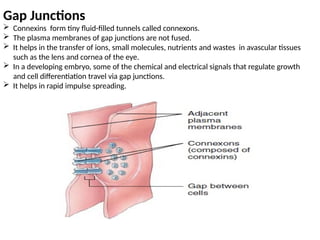 Gap Junctions
 Connexins form tiny fluid-filled tunnels called connexons.
 The plasma membranes of gap junctions are not fused.
 It helps in the transfer of ions, small molecules, nutrients and wastes in avascular tissues
such as the lens and cornea of the eye.
 In a developing embryo, some of the chemical and electrical signals that regulate growth
and cell differentiation travel via gap junctions.
 It helps in rapid impulse spreading.
 