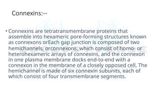 Gap Junctions: Structure, Function, and Types in Animal Cells by ...