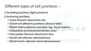 Gap Junctions: Structure, Function, and Types in Animal Cells by ...