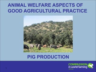 ANIMAL WELFARE ASPECTS OF GOOD AGRICULTURAL PRACTICE PIG PRODUCTION 