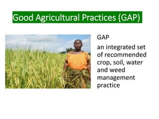 Good Agricultural Practices (GAP)
GAP
an integrated set
of recommended
crop, soil, water
and weed
management
practice
 