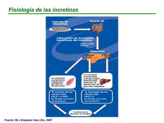 Fuente: Br J Diabetes Vasc Dis, 2007
Fisiología de las incretinas: GLP-1
 