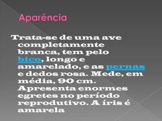 Trata-se de uma ave
completamente
branca, tem pelo
bico, longo e
amarelado, e as pernas
e dedos rosa. Mede, em
média, 90 cm.
Apresenta enormes
egretes no período
reprodutivo. A íris é
amarela
 