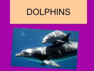 DOLPHINS 
