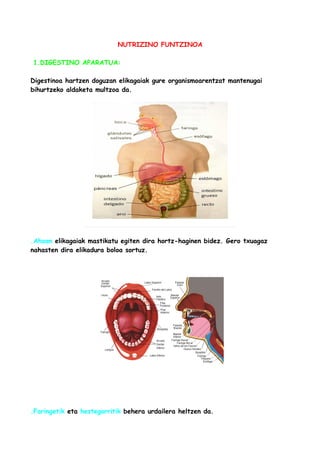 NUTRIZINO FUNTZINOA
1.DIGESTINO APARATUA:
Digestinoa hartzen doguzan elikagaiak gure organismoarentzat mantenugai
bihurtzeko aldaketa multzoa da.

.Ahoan elikagaiak mastikatu egiten dira hortz-haginen bidez. Gero txuagaz
nahasten dira elikadura boloa sortuz.

.Faringetik eta hestegorritik behera urdailera heltzen da.

 