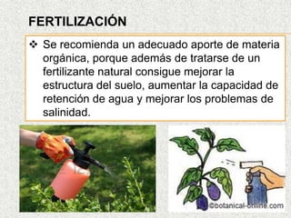 FERTILIZACIÓN
 Se recomienda un adecuado aporte de materia
orgánica, porque además de tratarse de un
fertilizante natural consigue mejorar la
estructura del suelo, aumentar la capacidad de
retención de agua y mejorar los problemas de
salinidad.
 