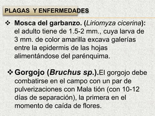PLAGAS Y ENFERMEDADES
 Mosca del garbanzo. (Liriomyza cicerina):
el adulto tiene de 1.5-2 mm., cuya larva de
3 mm. de color amarilla excava galerías
entre la epidermis de las hojas
alimentándose del parénquima.
Gorgojo (Bruchus sp.).El gorgojo debe
combatirse en el campo con un par de
pulverizaciones con Mala tión (con 10-12
días de separación), la primera en el
momento de caída de flores.
 