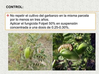 CONTROL:
 No repetir el cultivo del garbanzo en la misma parcela
por lo menos en tres años.
Aplicar el fungicida Folpet 50% en suspensión
concentrada a una dosis de 0.25-0.30%.
 