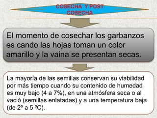 COSECHA Y POST
COSECHA
El momento de cosechar los garbanzos
es cando las hojas toman un color
amarillo y la vaina se presentan secas.
La mayoría de las semillas conservan su viabilidad
por más tiempo cuando su contenido de humedad
es muy bajo (4 a 7%), en una atmósfera seca o al
vació (semillas enlatadas) y a una temperatura baja
(de 2º a 5 ºC).
 