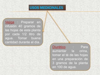 USOS MEDICINALES
Vejiga : Preparar en
infusión 40 gramos de
las hojas de esta planta
por cada 1/2 litro de
agua. Tomar buena
cantidad durante el día.
Diurético : Para
aumentar la orina,
tomar el té de las hojas
en una preparación de
3 gramos de la planta
en 100 de agua.
 