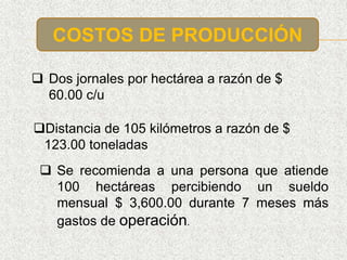 COSTOS DE PRODUCCIÓN
 Dos jornales por hectárea a razón de $
60.00 c/u
Distancia de 105 kilómetros a razón de $
123.00 toneladas
 Se recomienda a una persona que atiende
100 hectáreas percibiendo un sueldo
mensual $ 3,600.00 durante 7 meses más
gastos de operación.
 