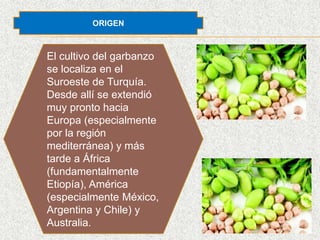 ORIGEN
El cultivo del garbanzo
se localiza en el
Suroeste de Turquía.
Desde allí se extendió
muy pronto hacia
Europa (especialmente
por la región
mediterránea) y más
tarde a África
(fundamentalmente
Etiopía), América
(especialmente México,
Argentina y Chile) y
Australia.
 