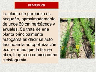 DESCRIPCION
La planta de garbanzo es
pequeña, aproximadamente
de unos 60 cm herbáceos y
anuales. Se trata de una
planta principalmente
autógama es decir se auto
fecundan la autopolinización
ocurre antes que la flor se
abra, lo que se conoce como
cleistogamia.
 