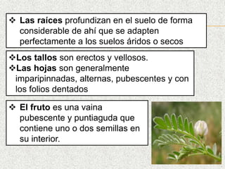  Las raíces profundizan en el suelo de forma
considerable de ahí que se adapten
perfectamente a los suelos áridos o secos
Los tallos son erectos y vellosos.
Las hojas son generalmente
imparipinnadas, alternas, pubescentes y con
los folios dentados
 El fruto es una vaina
pubescente y puntiaguda que
contiene uno o dos semillas en
su interior.
 