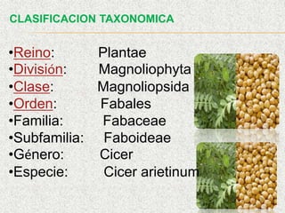 CLASIFICACION TAXONOMICA
•Reino: Plantae
•División: Magnoliophyta
•Clase: Magnoliopsida
•Orden: Fabales
•Familia: Fabaceae
•Subfamilia: Faboideae
•Género: Cicer
•Especie: Cicer arietinum
 