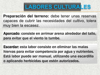 LABORES CULTURALES
Preparación del terreno: debe tener unas reservas
capaces de cubrir las necesidades del cultivo, tolera
muy bien la escasez.
Aporcado: consiste en arrimar arena alrededor del tallo,
para evitar que el viento la tumbe.
Escardar: esta labor consiste en eliminar las malas
hiervas para evitar competencia por agua y nutrientes.
Está labor puede ser manual, utilizando una escardilla
o aplicando herbicidas que estén autorizados.
 