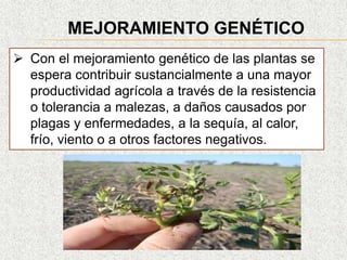 MEJORAMIENTO GENÉTICO
 Con el mejoramiento genético de las plantas se
espera contribuir sustancialmente a una mayor
productividad agrícola a través de la resistencia
o tolerancia a malezas, a daños causados por
plagas y enfermedades, a la sequía, al calor,
frío, viento o a otros factores negativos.
 