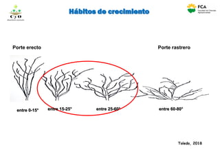 Hábitos de crecimiento
Porte erecto Porte rastrero
Toledo, 2018
entre 0-15° entre 15-25° entre 25-60° entre 60-80°
C y O
Compartiendo conocimientos
 