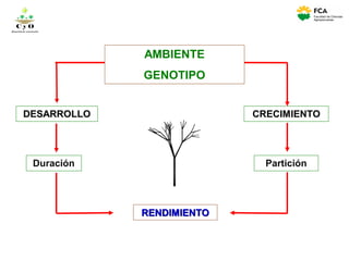 AMBIENTE
GENOTIPO
DESARROLLO
Duración
CRECIMIENTO
Partición
RENDIMIENTO
C y O
Compartiendo conocimientos
 
