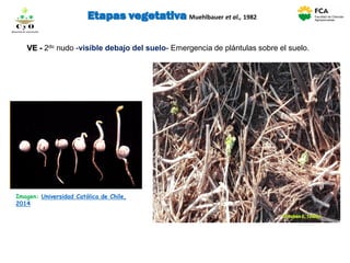 VE - 2do nudo -visible debajo del suelo- Emergencia de plántulas sobre el suelo.
Etapas vegetativa Muehlbauer et al., 1982
Imagen: Universidad Católica de Chile,
2014
C y O
Compartiendo conocimientos
 