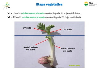 Etapa vegetativa
1er nudo
2do nudo
Nudo 1 debajo
del suelo
Nudo 2 debajo
del suelo
V1 - 1er nudo -visible sobre el suelo- se despliega la 1er hoja multifoliada.
V2 - 2do nudo -visible sobre el suelo- se despliega la 2da hoja multifoliada.
C y O
Compartiendo conocimientos
 