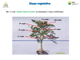 1er nudo
2do nudo
3er nudo 4to nudo
5to nudo
6to nudo7mo nudo
Vn - n nudo -visible sobre el suelo- se despliegan n hojas multifoliadas.
C y O
Compartiendo conocimientos
Etapa vegetativa
 