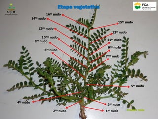 1er nudo2do nudo
3er nudo
4to nudo
5to nudo
6to nudo
7mo nudo
8vo nudo
10mo nudo
12do nudo
14to nudo
16to nudo
9no nudo
11er nudo
13er nudo
15to nudo
C y O
Compartiendo conocimientos
Etapa vegetativa
 