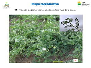 R1 - Floración temprana, una flor abierta en algún nudo de la planta.
R1
Etapa reproductiva
C y O
Compartiendo conocimientos
 