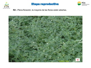 R2 - Plena floración, la mayoría de las flores están abiertas.
R2
C y O
Compartiendo conocimientos
Etapa reproductiva
 