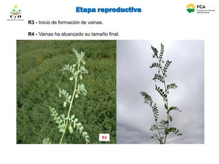 R3 - Inicio de formación de vainas.
R4 - Vainas ha alcanzado su tamaño final.
R3
C y O
Compartiendo conocimientos
Etapa reproductiva
 