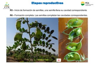 R5 - Inicio de formación de semillas, una semilla llena su cavidad correspondiente
R6 - Formación completa. Las semillas completan las cavidades correspondientes.
R5
Etapas reproductivas
C y O
Compartiendo conocimientos
 