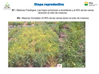 R7 - Madurez Fisiologica. Las hojas comienzan a amarillarse y el 50% de las vainas
alcanzan el color de madurez.
R8 - Madurez Completa: El 90% de las vainas tienen el color de madurez
R7
C y O
Compartiendo conocimientos
Etapa reproductiva
 