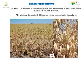 R7 - Madurez Fisiologica. Las hojas comienzan a amarillarse y el 50% de las vainas
alcanzan el color de madurez.
R8 - Madurez Completa: El 90% de las vainas tienen el color de madurez
R8
C y O
Compartiendo conocimientos
Etapa reproductiva
 