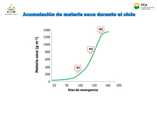 Acumulación de materia seca durante el ciclo
1400
1200
1000
800
600
400
200
0
Materiaseca(gm-2)
Días de emergencia
100 150 180
R1
R3
R5
C y O
Compartiendo conocimientos
20 50 200
 